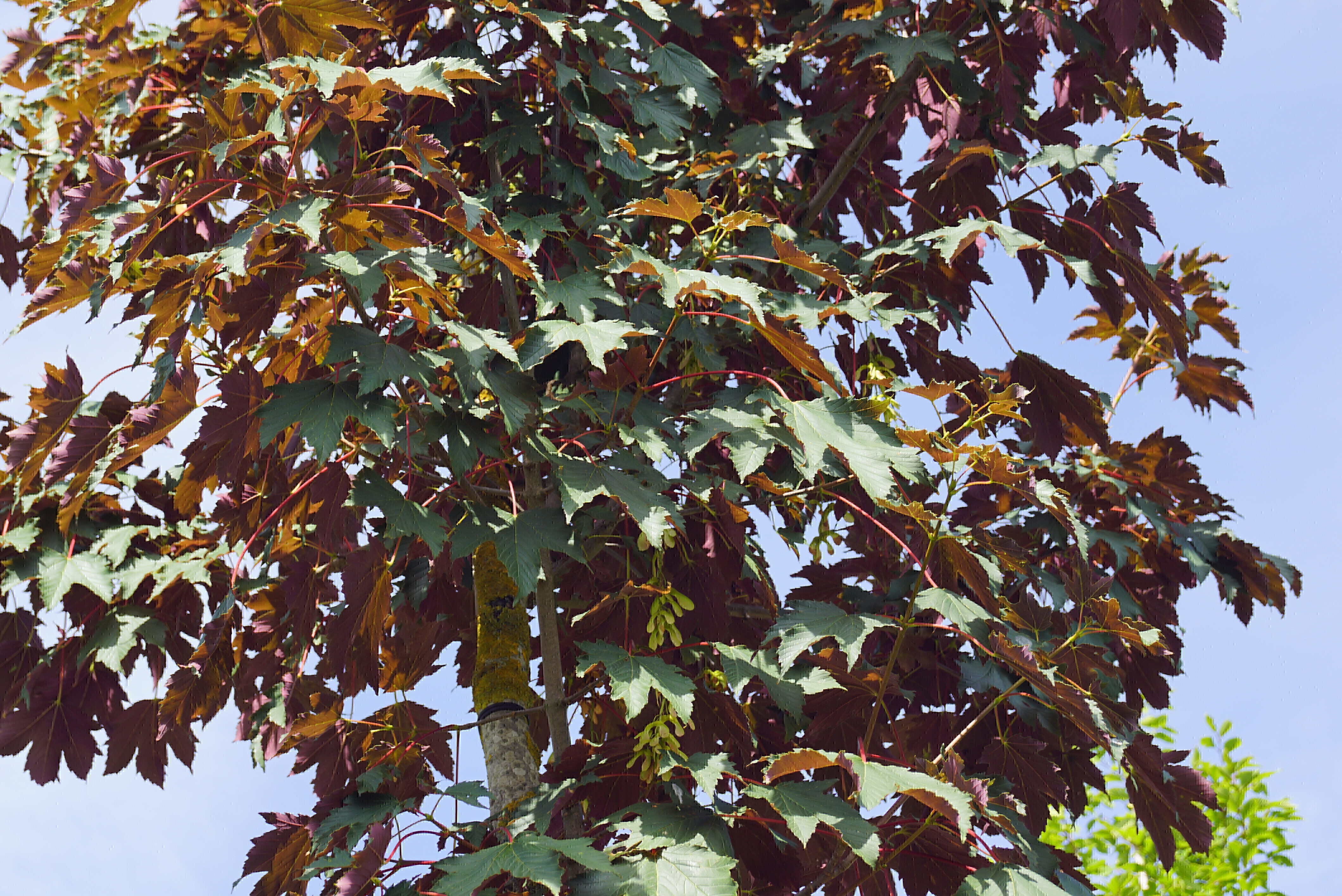 Acer pseudoplatanus 'Purpureum' (3)-1